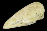 Fossil Pachycephalosaurus Claw - North Dakota #153677-4